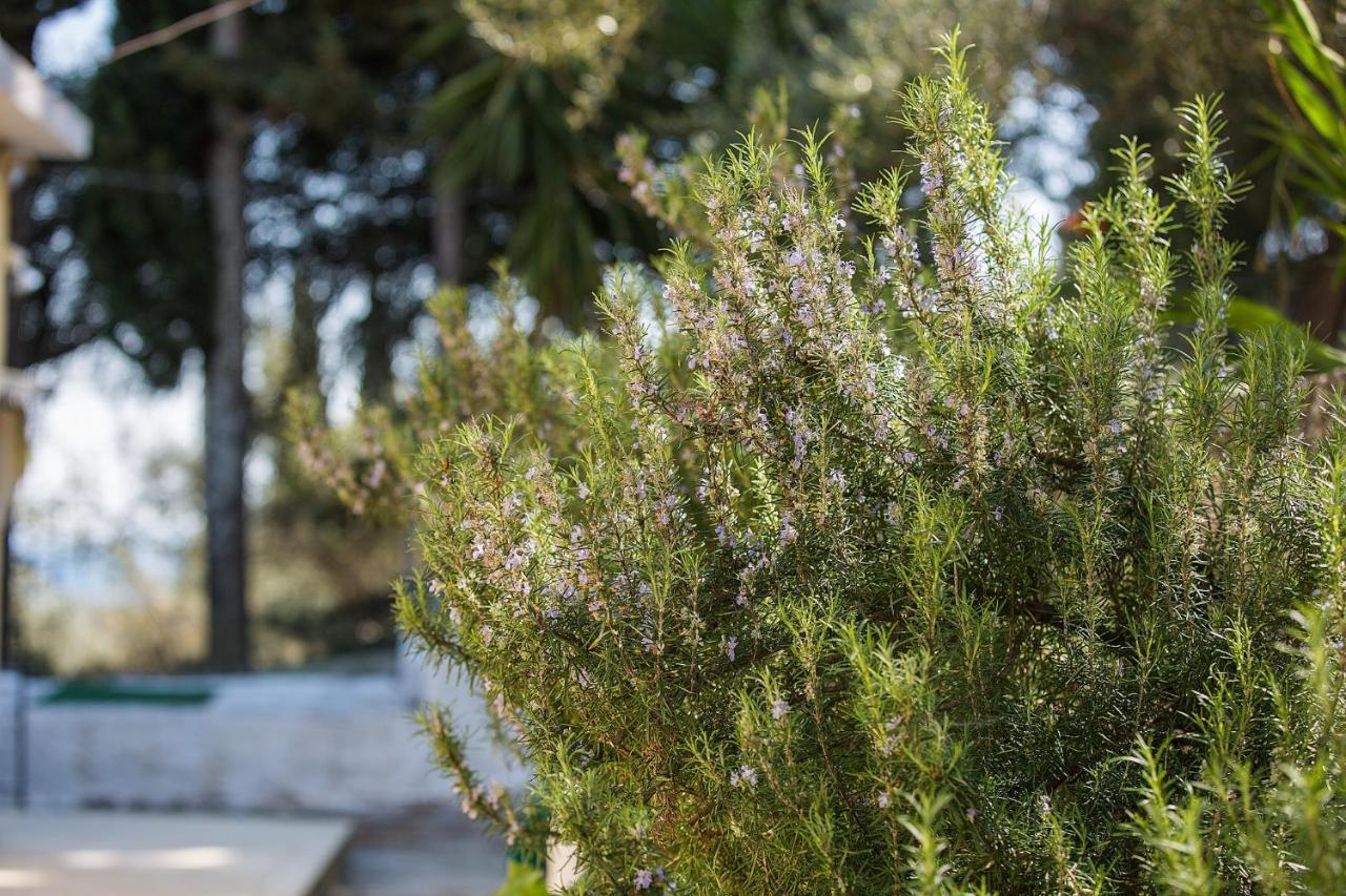 Olive Grove Poolside Apartments Benitses  Esterno foto
